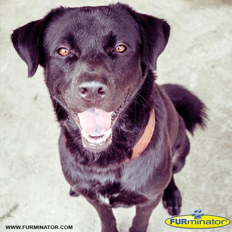 In honor of #NationalDogDay, tell us why your dog is the #bestdogever! We'll retweet our favorites.