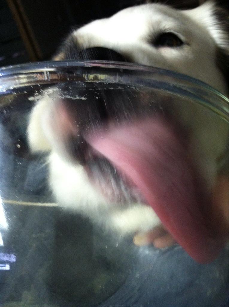 Hellmouth138's tweet image. Happy #WaltWednesday !! Lilly hopes you had a great day! 
#skipwork
#eatcandy
#drinkbeer
#readcomics
#TESDTownPets