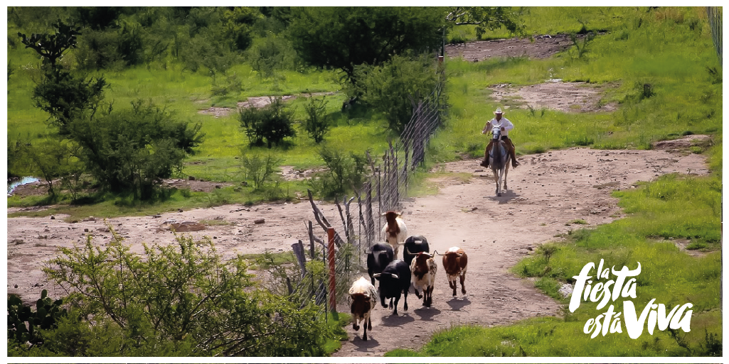 lafiestaviva's tweet image. Nuestro propósito es desmitificar las leyendas en torno a la vida del #toro, la cual implica muchos cuidados.