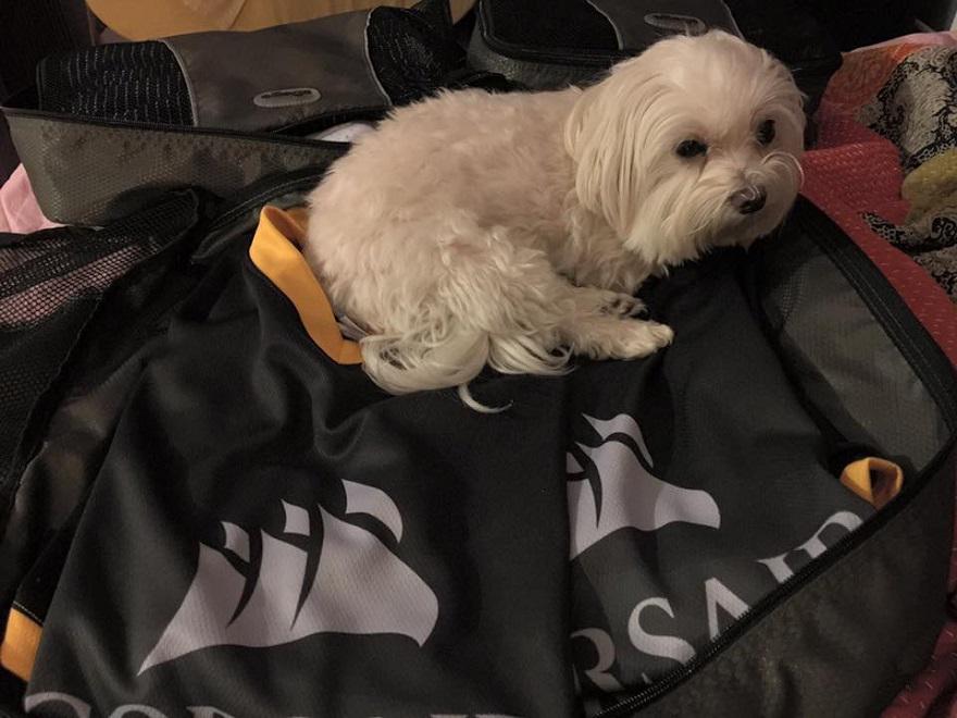 CORSAIR on Twitter "It's NationalDogDay! Follow us, post your dog with a Corsair product & 