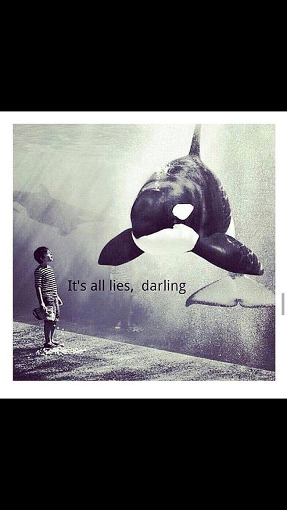orcaintheocean's tweet image. #blackfish #orcaproject #CaptivityKills