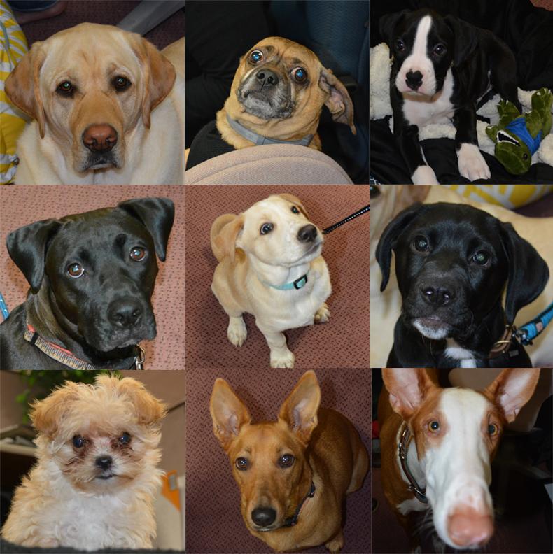 TheDavisCos's tweet photo. Reason #145 why it's great to work at DAVIS - We're dog friendly! (and #hiring) #NationalDogDay #WhyDavisWednesday http://t.co/W40atx7VTG