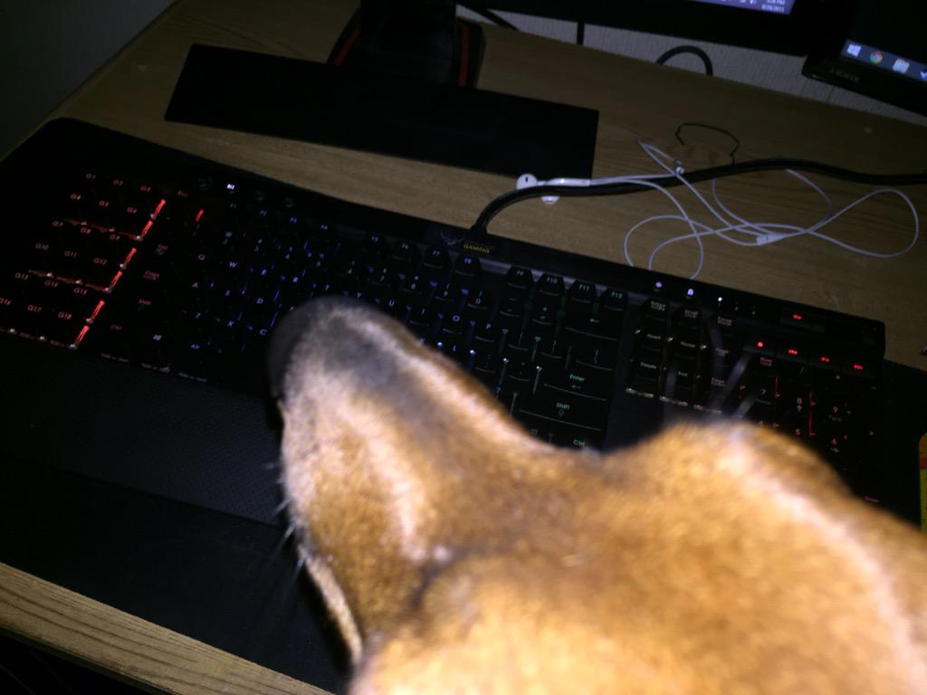 CORSAIR on Twitter "It's NationalDogDay! Follow us, post your dog with a Corsair product & 