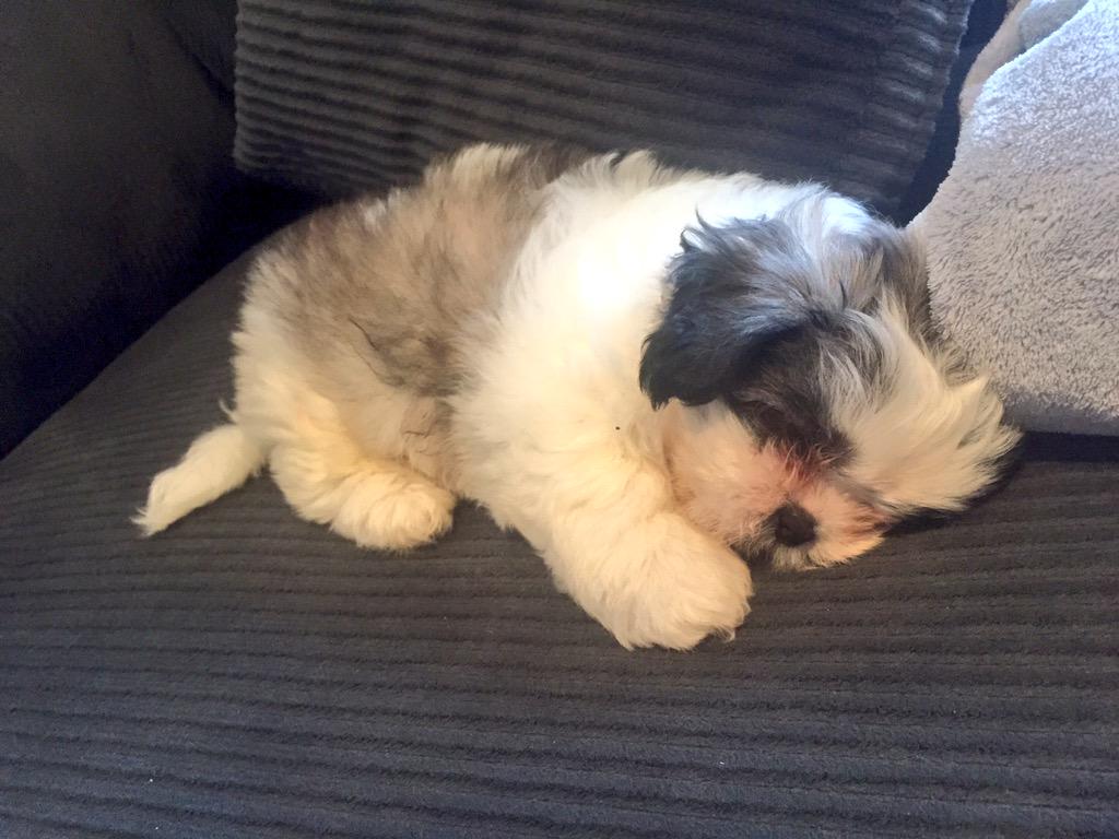 joshbenzadon's tweet photo. #puppyday http://t.co/8T7eZJRBHL