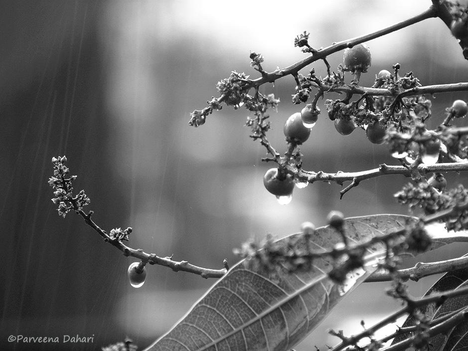 oneshot_oneword's tweet photo. Mango tree in bloom....on a rainy day #photography #blackandwhitephotography #scenery #nature http://t.co/rftroHq8jr