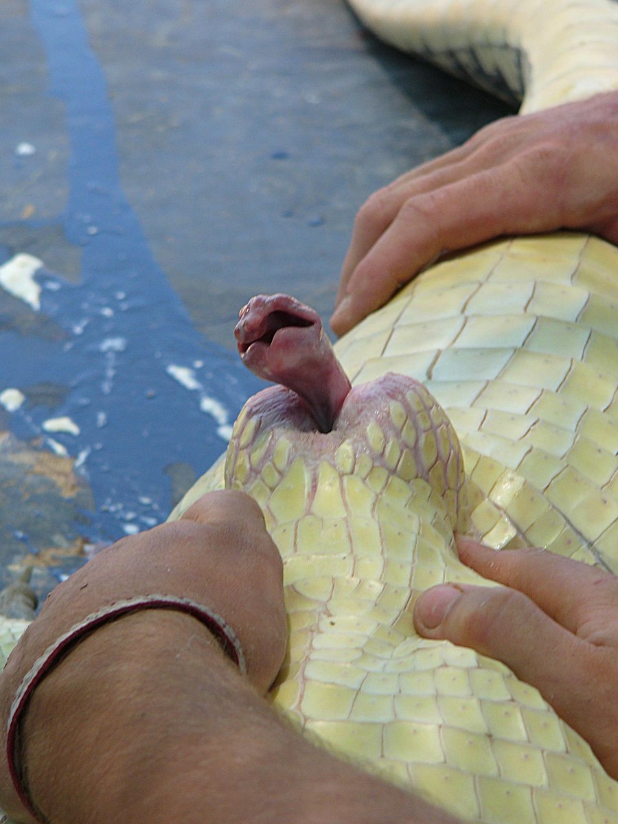 Twitter/HerpSocIreland