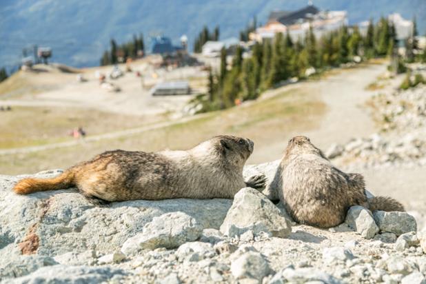 Like marmots, you can hangout, care-free in the sun, too ☀️ Just grab a @WhistlerBlckcmb summer pass. #marmotmoments
