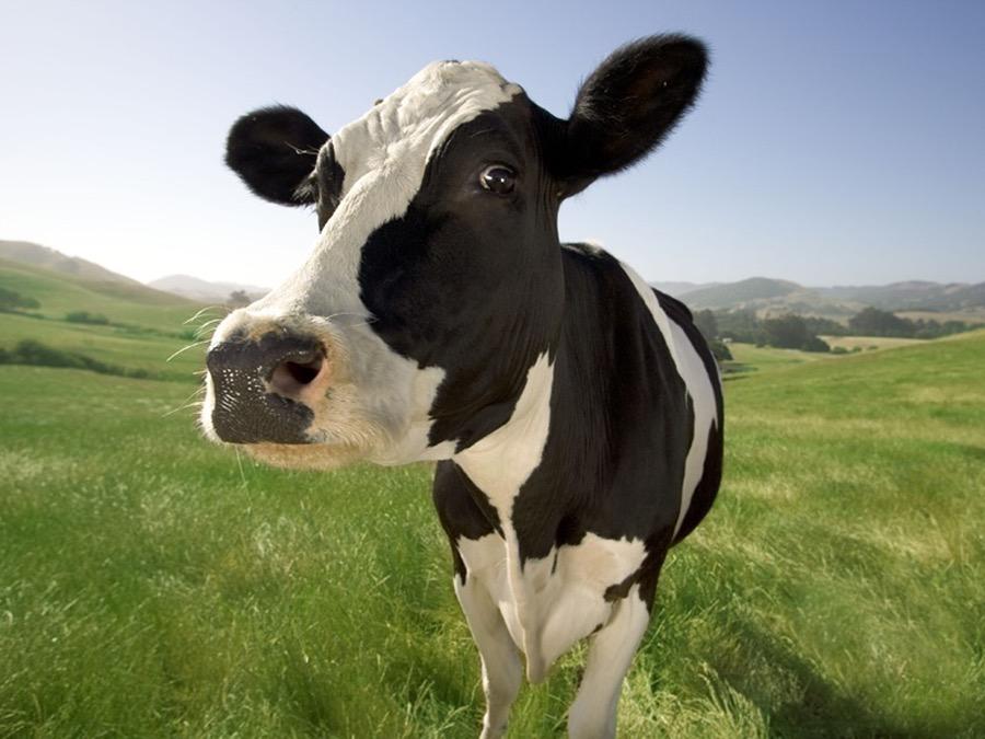 One year i had no photo to post for jess\ bday so I replaced it with a cow, HAPPY BDAY JESS MATE   