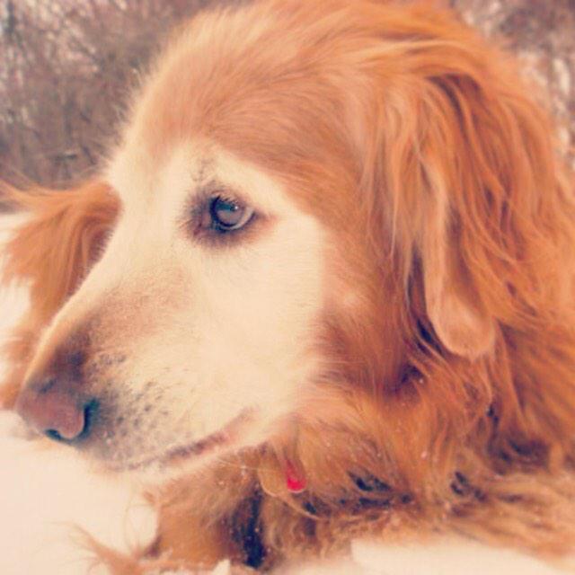 CorrieGallant's tweet photo. #Nationaldogday #missmyoldfriend #Tucker #dog #puppylove #oldfriend #missed #golden #dogsays #sidekick #retriever http://t.co/vE8JQ87UdF