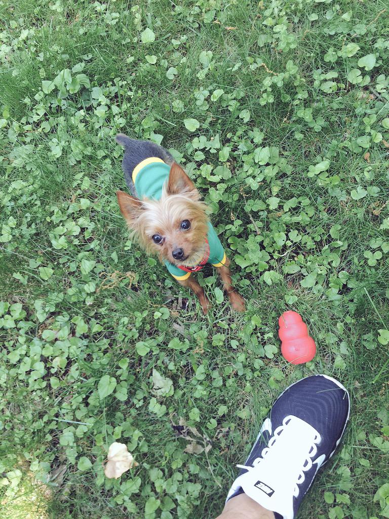 BBISH30's tweet image. Kobe! #NationalDogDay