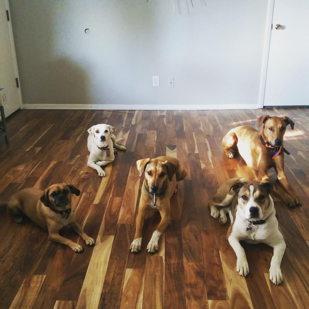 kerrieracicot's tweet photo. #nationaldogday #loveourpups! http://t.co/nw05bwGrtx