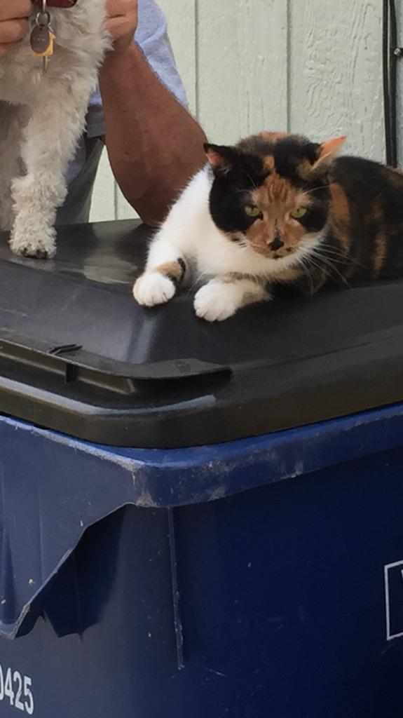 DanL_Topil's tweet photo. #HappyNationalDogDay from my cat who is less than amused http://t.co/D2vT71TAe8