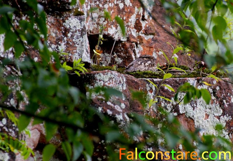 Falconstare's tweet image. Can you find me in the first photo?
Nighthawk in Chongqing
Aug 2015
#birding #birds #Birdwatching