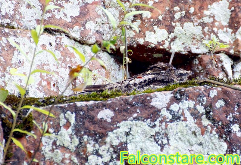 Falconstare's tweet image. Can you find me in the first photo?
Nighthawk in Chongqing
Aug 2015
#birding #birds #Birdwatching