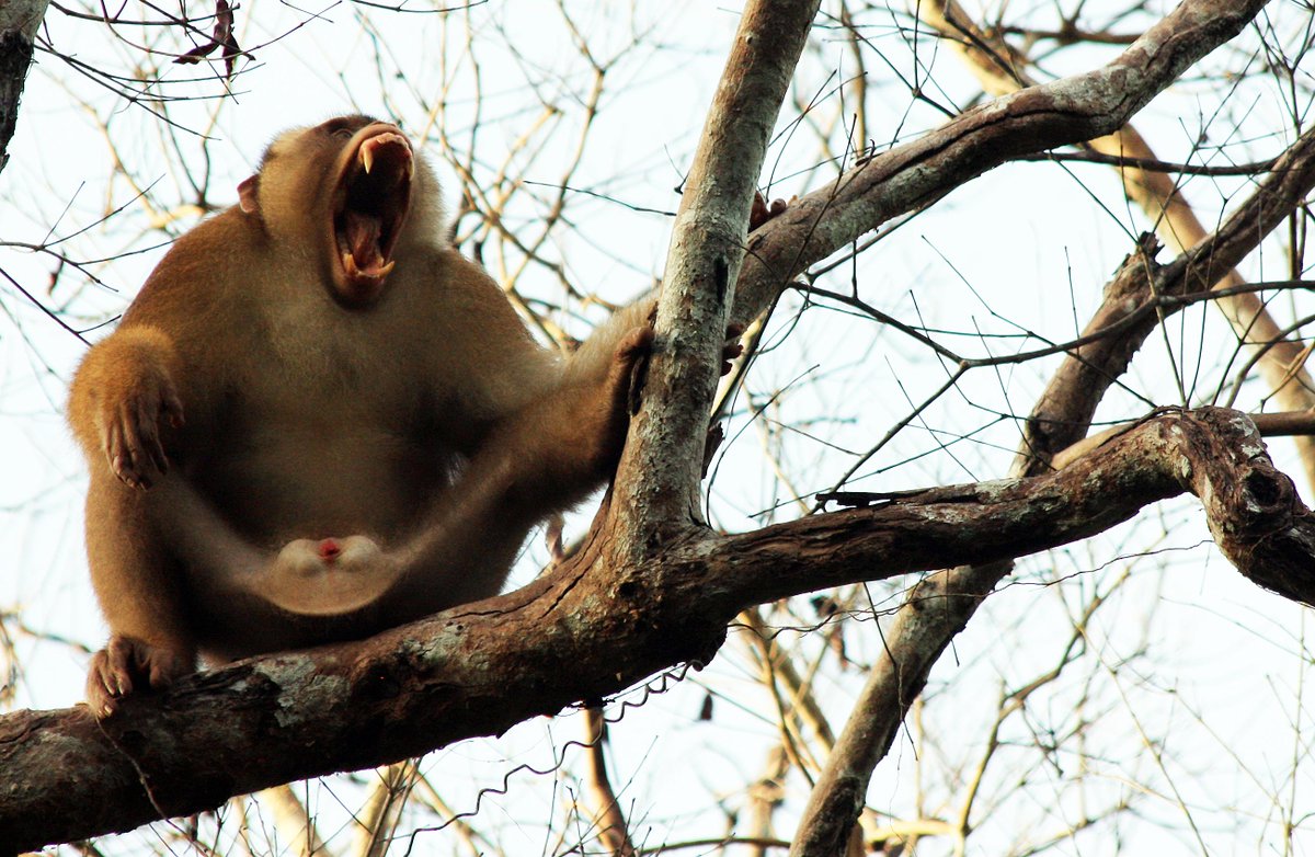 Twitter/JWhiteWildlife
