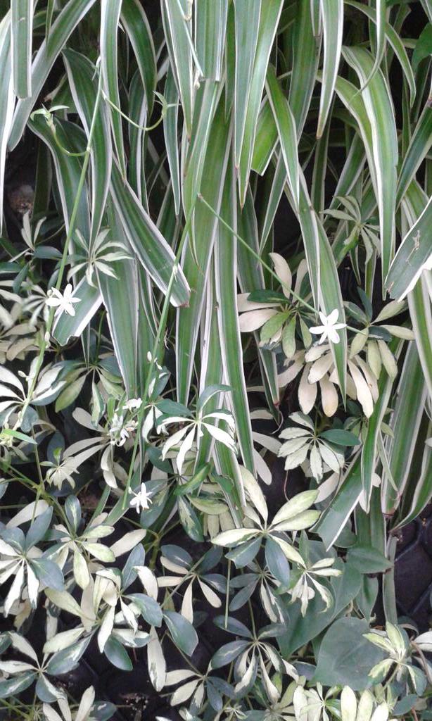 anika_mill's tweet photo. Just had a tour of the plant installations that the company Plant Up has done around Brisbane! Really interesting! http://t.co/Cnabbrl9Yf