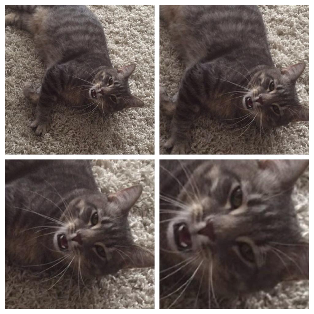 KTtheoneandonly's tweet photo. "Make daddy purrrrrrrr" @JonathanArguin http://t.co/vQQhEyXaZA