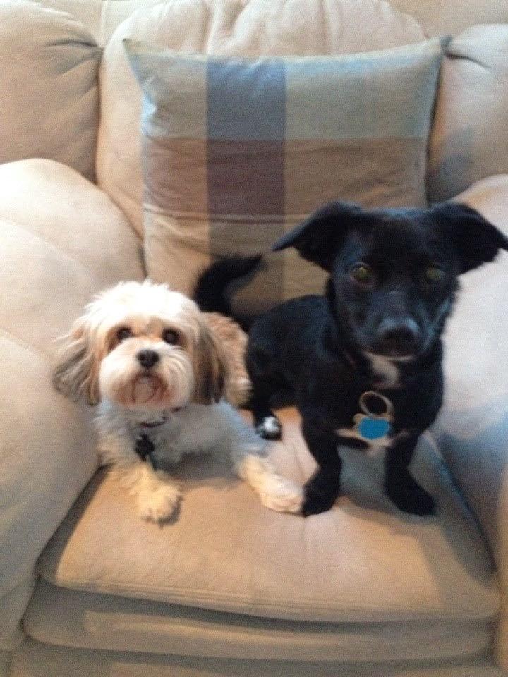 JuneSch's tweet image. Happy puppy love day'