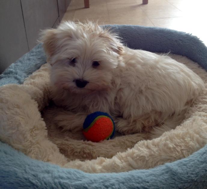 In honour of National Dog Day we are introducing our new pup named Poppy. Performing ultimate cuteness daily <a href="/orofino/">Daniel Orofino</a>