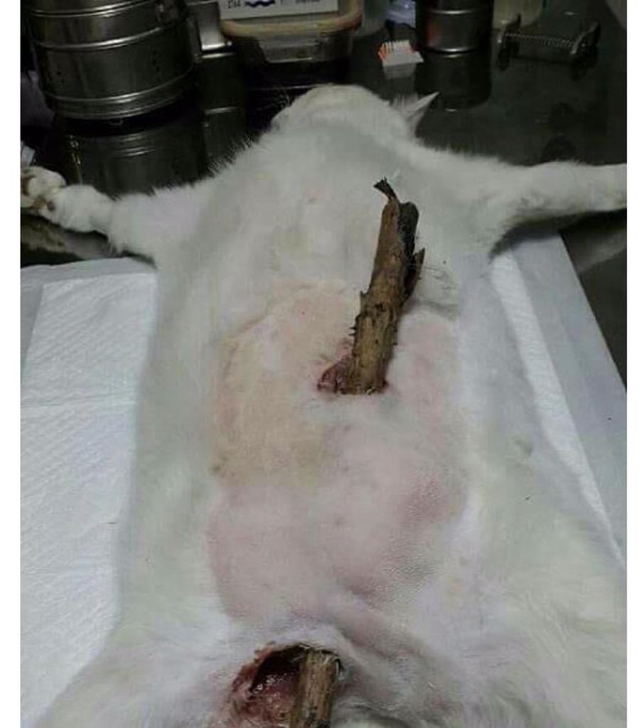 제보바랍니다! '대한민국 청주시 고양이 학대 사건' <a href="/youn5470/">쏘희짱..</a> RT
