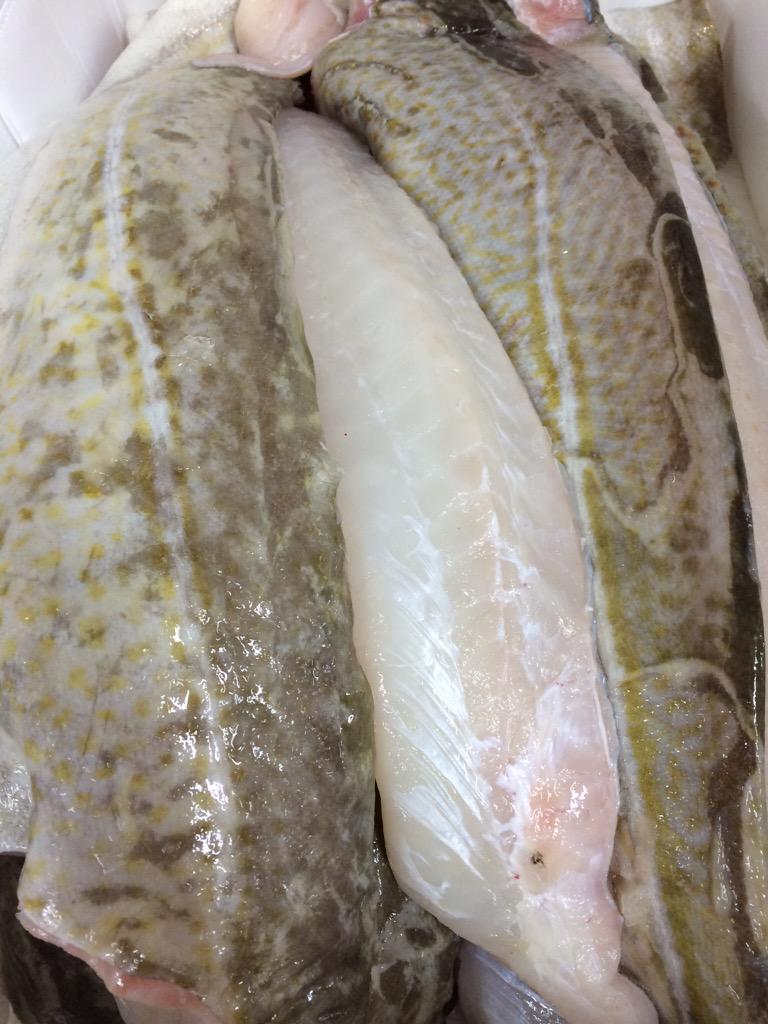 midlandfish's tweet image. Early this morning #best #codfillets on their way to @TheEasyFishCo 🐟👍 #fresh #eatmorefish #forfishsake #limegreen