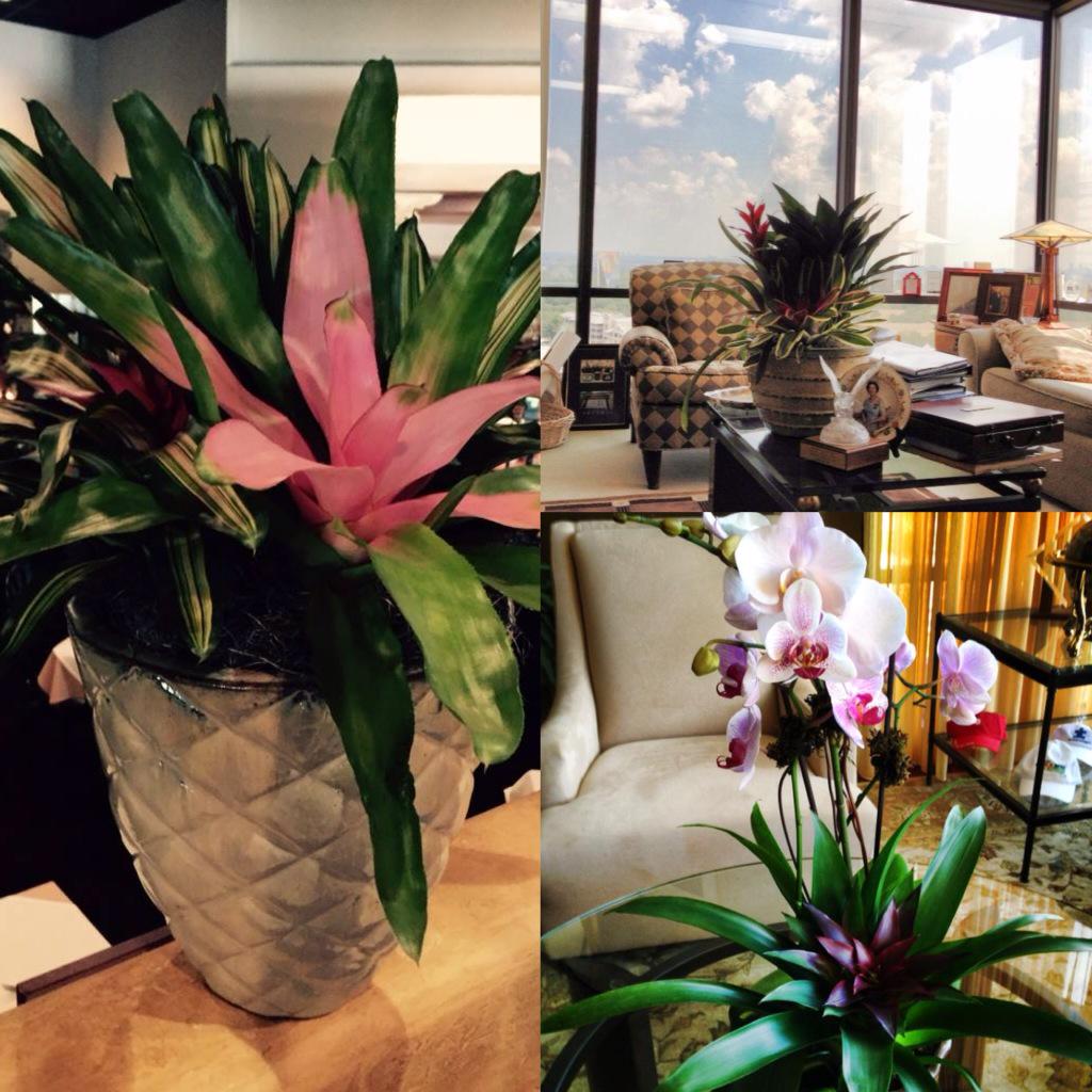 With one plant arrangement, make your office space beautiful and environmentally friendly.