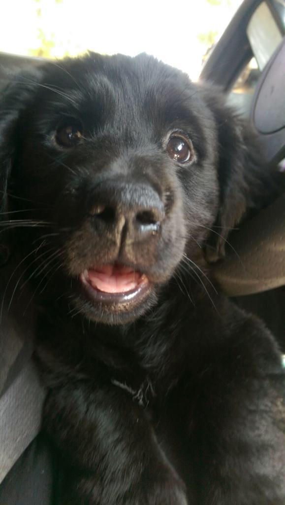 celebrating #NationalDogDay by finding this little guy a home 😍