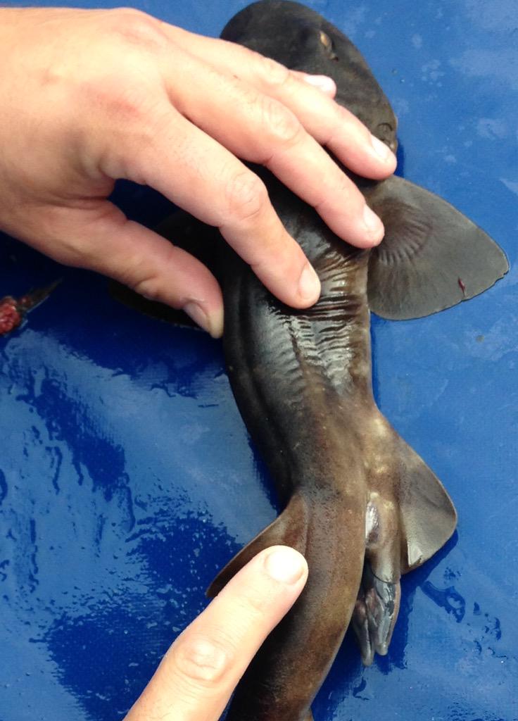 Twitter/UrbanEdgeSharks