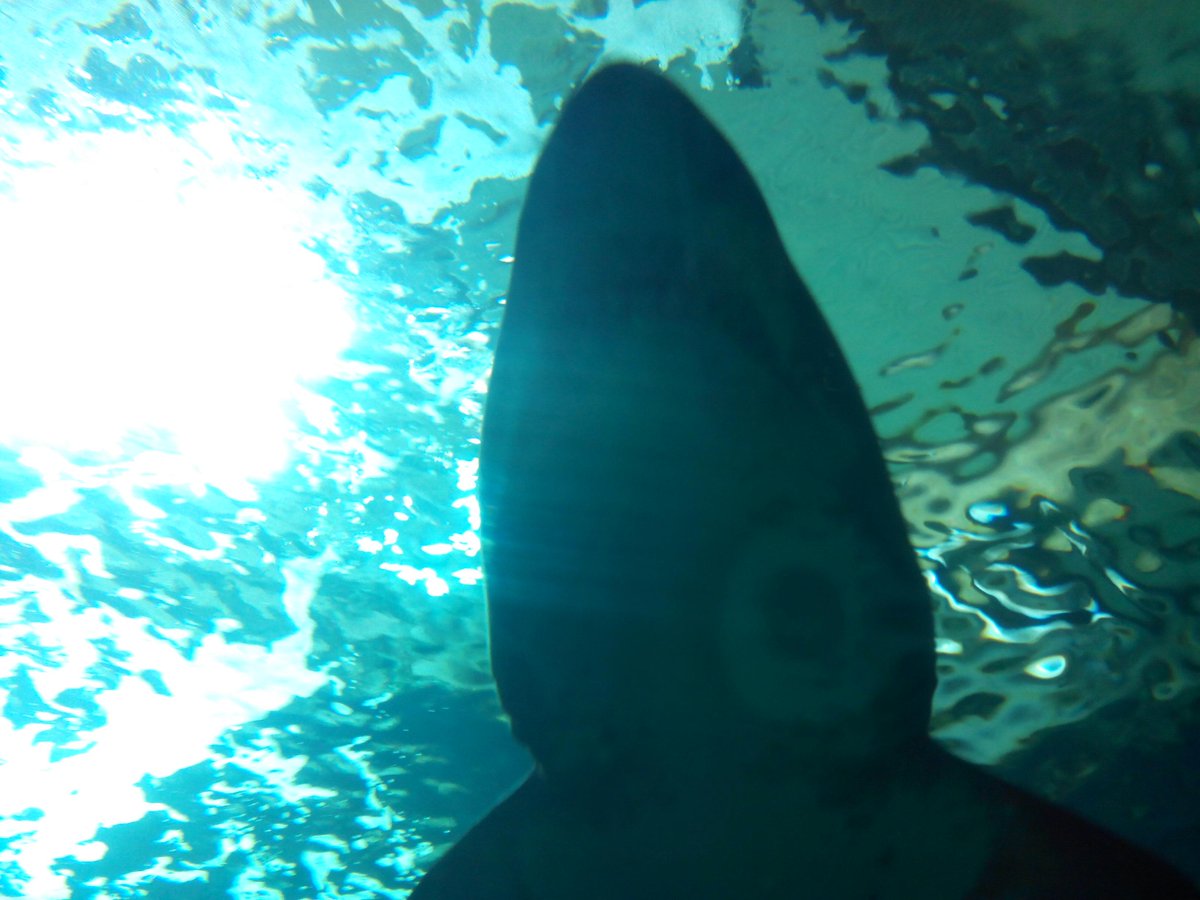 Direction <a href="/Oceanopolis_/">Océanopolis Brest</a>  pour la 4ème journée de #MerEduc15 cc <a href="/MerEducation/">MerEducation</a>