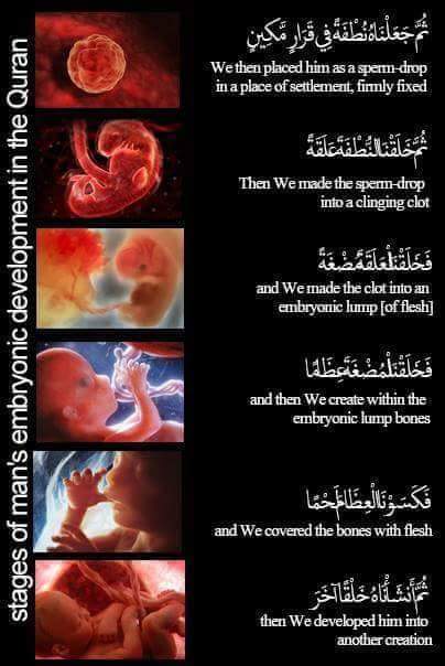 #quranscience #islamscience #quranembryology