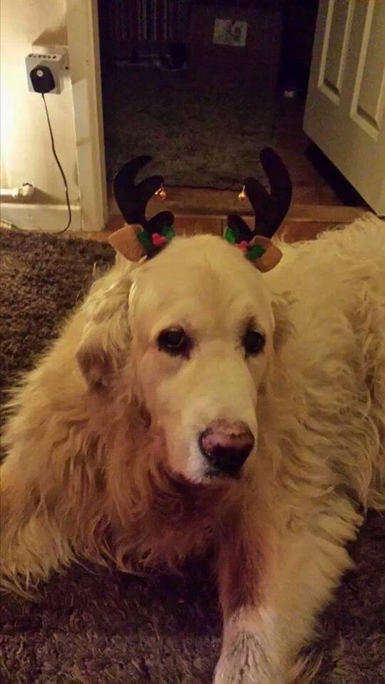 My friend Murphy is 14 today, happy birthday Murphy love you lots xx