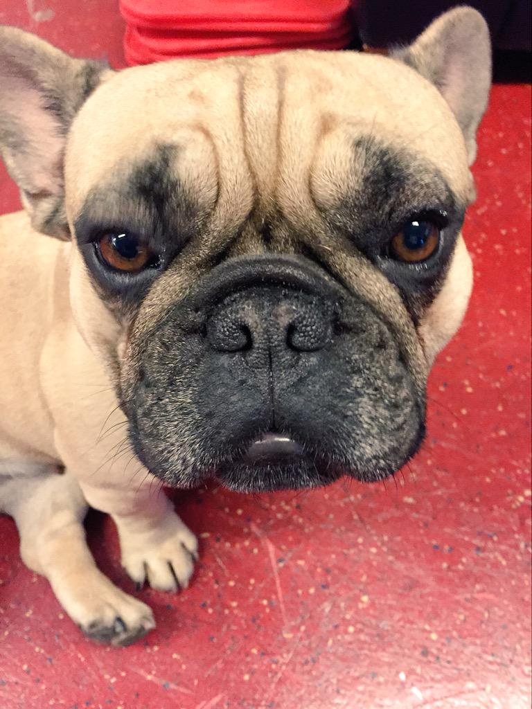 Idag har materialarna hundpensionat när spelarna kör fys. Zoe Mattsson verkar aningen tveksam till tränarna.