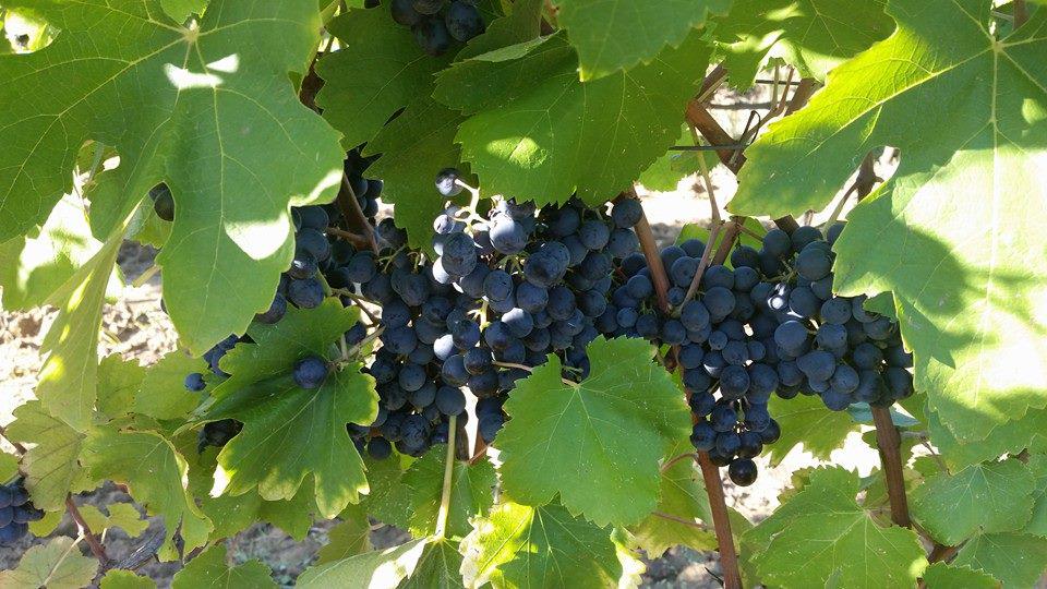 "Le uve syrah sono quasi pronte per essere raccolte." alla Fattoria Varramista!
<a href="/FVarramista/">Fattoria Varramista</a> 
facebook.com/Varramista/pos…