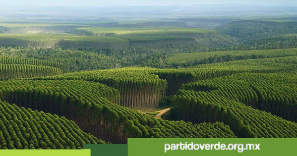 Realiza Lulu_Chiapas visita de trabajo en viveros y plantaciones forestales de PROTEAK j.mp/1Q4iMz5