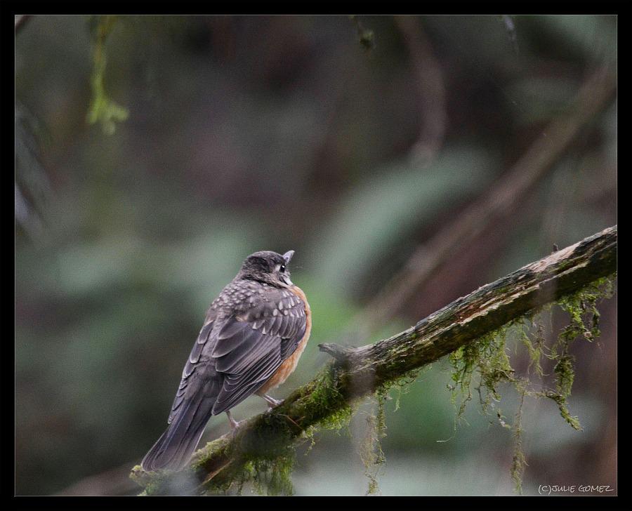naturechronicle's tweet photo. This young American #robin has lost most of the speckles on his #feathers, & will be on his own soon. #BirdingOregon http://t.co/qoNRVzoZqx