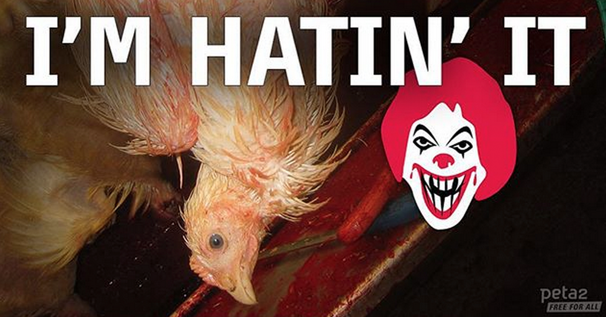 PETAShares's tweet photo. RT if you HATE the way animals are treated by the "food" industry!

#Compassion4All🌸#GoVeg🌱 http://t.co/hUUXzBrQa4