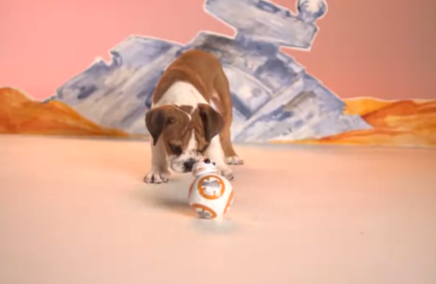 Watch Vanity Fair releases video of StarWarsTheForceAwakens droid BB8 playing with puppies