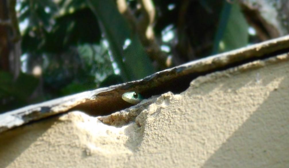 inspectahome_GP's tweet image. Found during home inspection. Unsealed brick beam-filling! #inspectahome #homeinspection #SouthAfrica #greenmamba