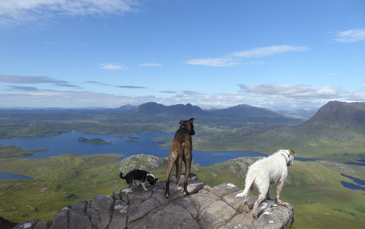 BritannicusNews's tweet photo. Britannicus dogs in search of Ledmore Marble …#dogs #stone http://t.co/xZ7VPDL4G7