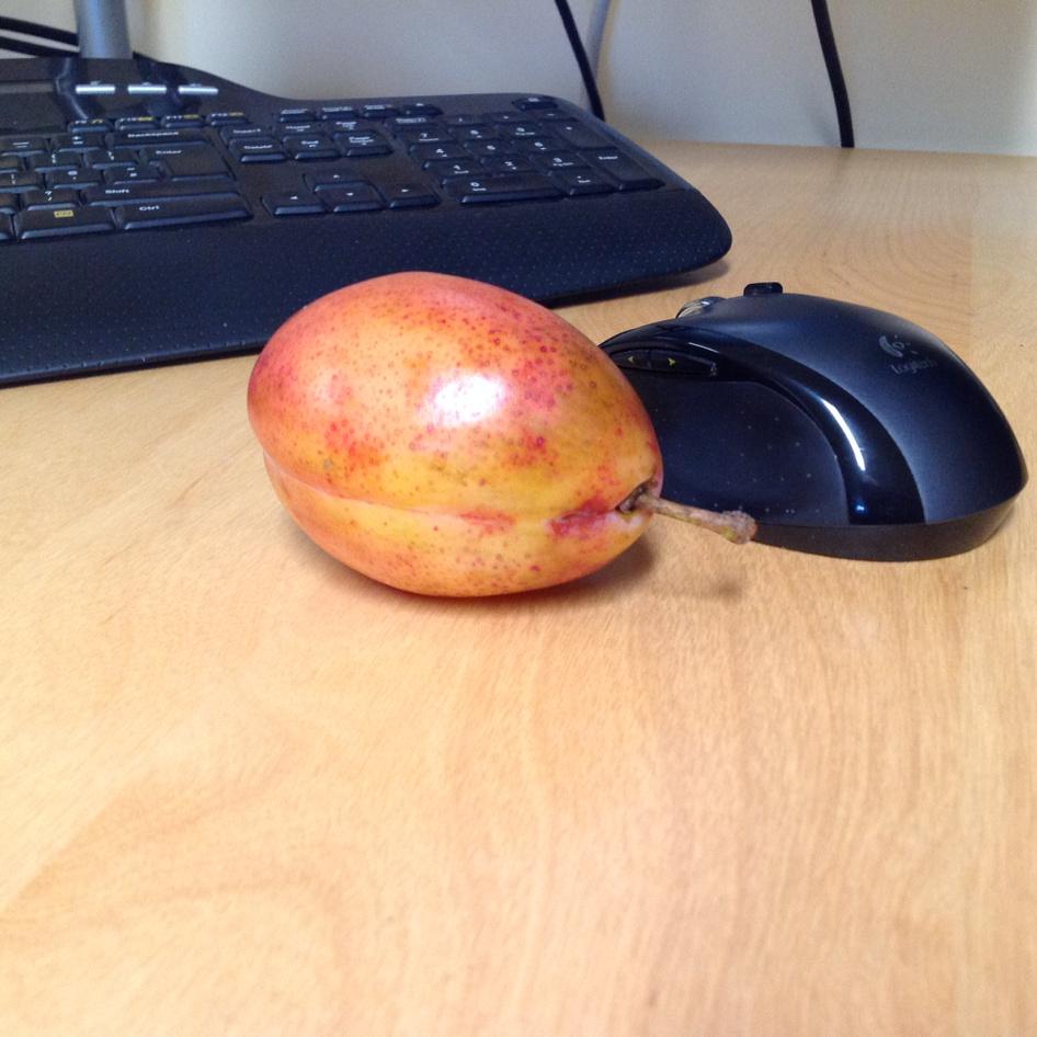 CalKateHoward's tweet image. My Edstone plum is bigger than my mouse!