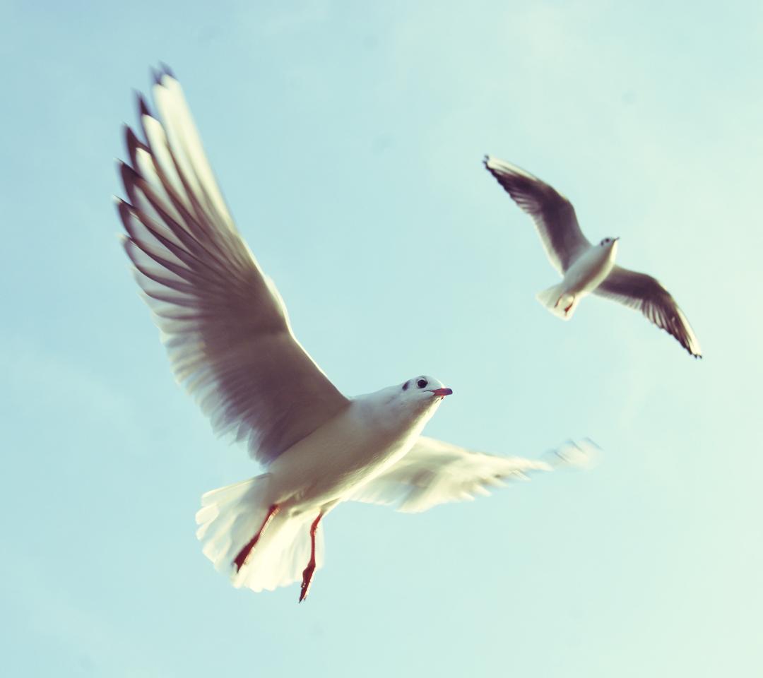 Obaidbl tweet picture