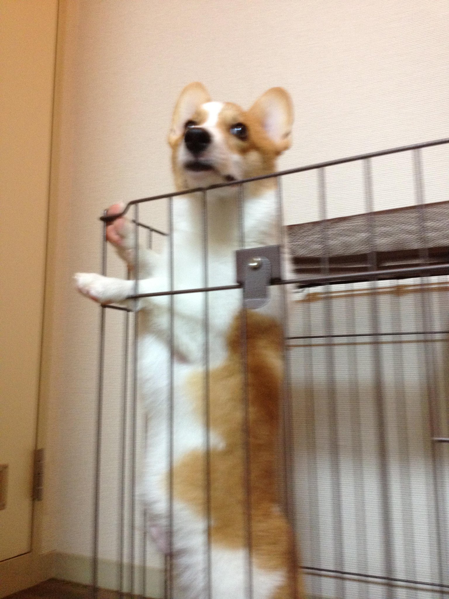 らくだ 5月に9巻出ます 11話本日配信です 今回はちったいよ あしょんでよッ うちの犬ログ らくだ 無料試し読み Pixivコミック Http T Co Cwtsuenxhd Pixivコミック Http T Co Oohwokmqrr らくだ 5月に9巻出ます 11話本日配信です 今回はちったいよ あしょんでよッ うちの犬ログ らくだ 無料試し読み Pixivコミック Http T Co Cwtsuenxhd Pixivコミック Http T Co Oohwokmqrr