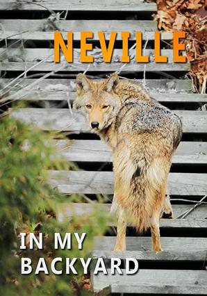 BellLocalTO's tweet image. Don't miss Neville in my Backyard starring Sarah Martin and @lisean on Bell Fibe Ch 1217 buff.ly/1E7d6D1