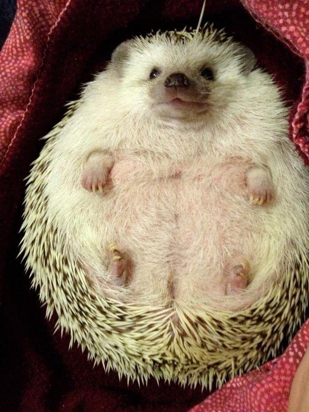 ❤ Baby Animals ❤ tweet media