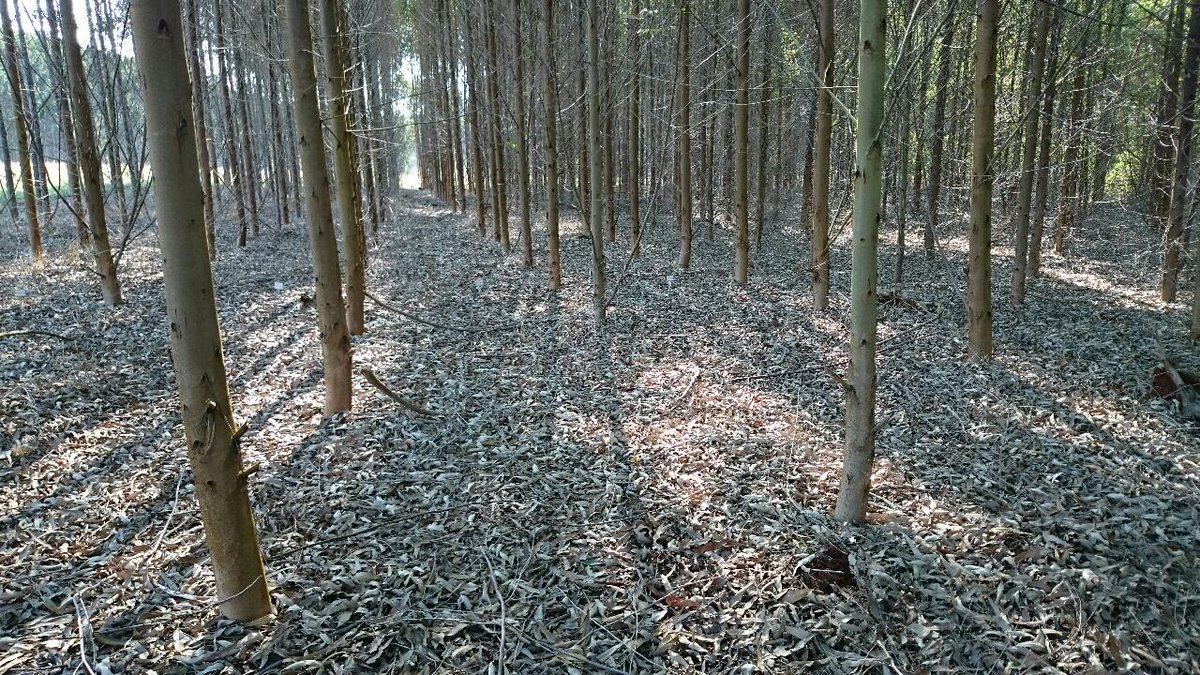 Jaime Gornsztejn on his #Brazil engagement trip. Photo 3 has GM trees on the left + regular ones on the right. #ESG