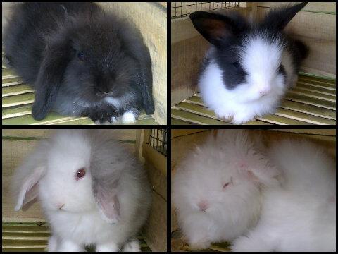 sopyansaury4's tweet photo. Jual kelinci ras http://t.co/XLjmq8IUOV