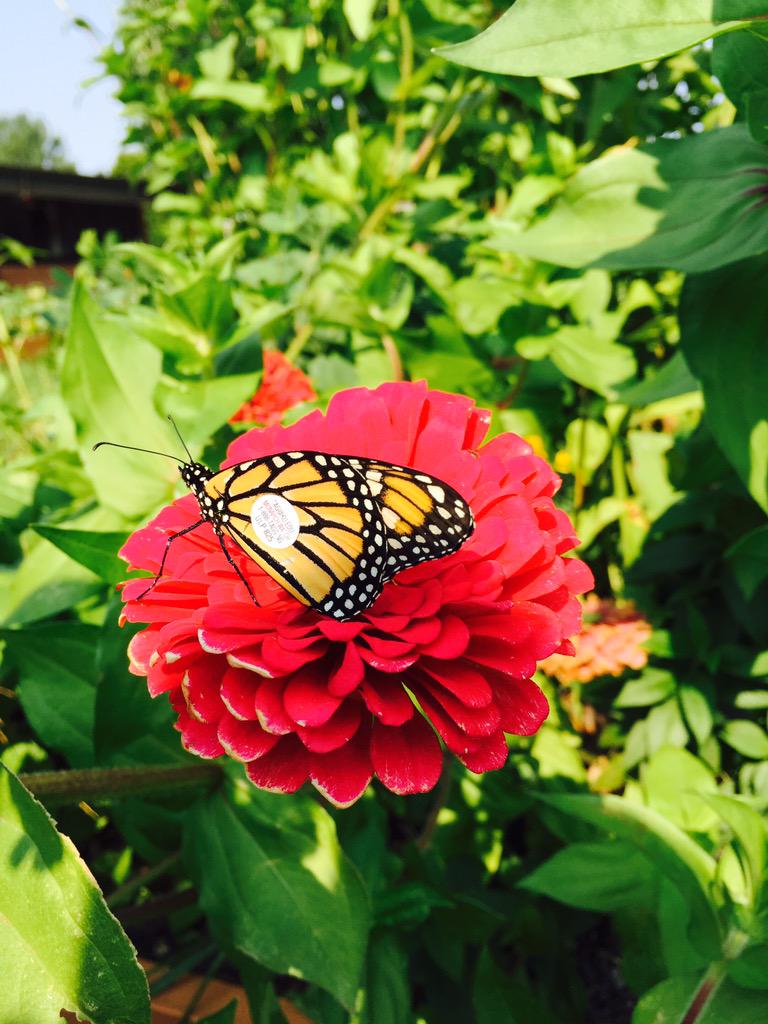 MrsScholtens's tweet photo. It's a girl! #monarchwatch #kidscientists http://t.co/l4qCVJj4qM