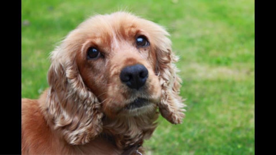 rosiep's tweet photo. It's #nationaldogday and we miss you Penny ❤️ http://t.co/EOr5Wf6z2M