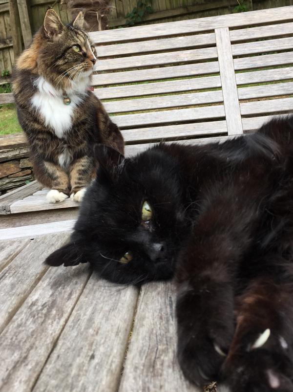 WHY MY CAT IS SAD on Twitter: "My cat is sad because he just confessed