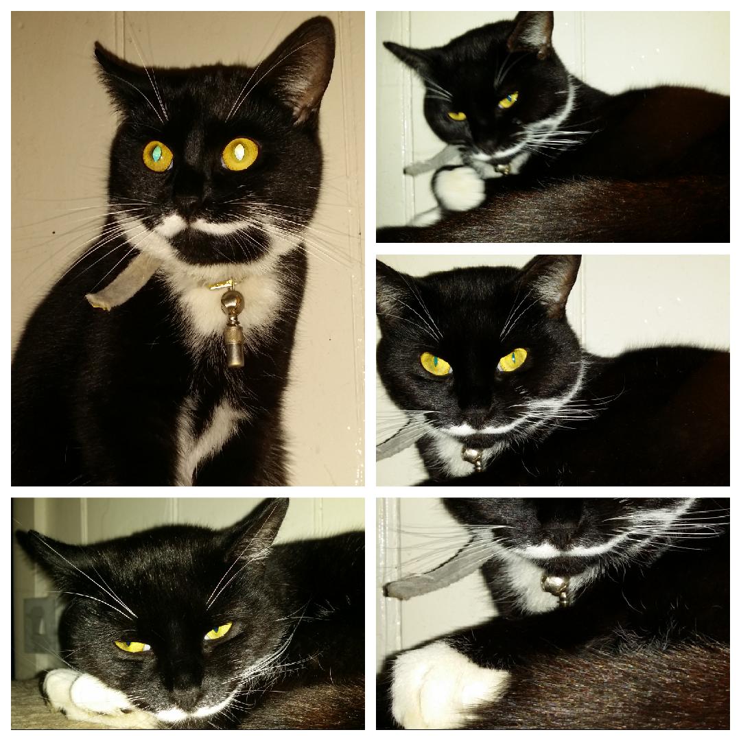 LostboxUK's tweet image. RT @SezBadham: been looking 4 RACHEL 4 the last hour no sign my back is hurting, had to stop NEED HER HOME #Shawforth